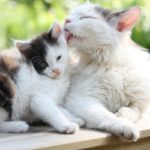 Hrana-Orijen-pisici-cat-kitten-mom-and-kitten